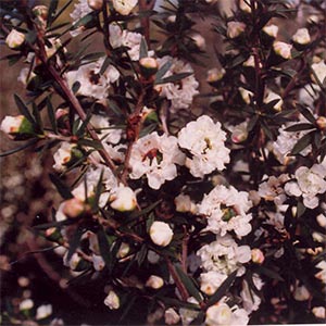 LEPTOSPERMUM WIRI LINDA