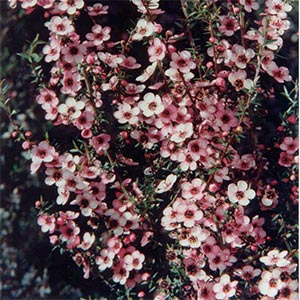 LEPTOSPERMUM WIRI SHELLEY_1