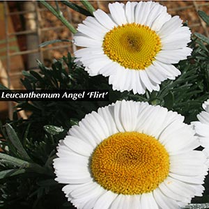 LEUCANTHEMUM FLIRT