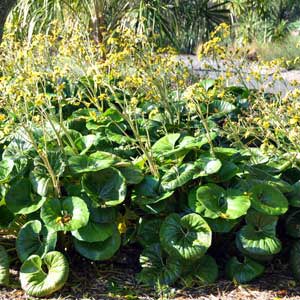 LIGULARIA RENIFORMIS_1