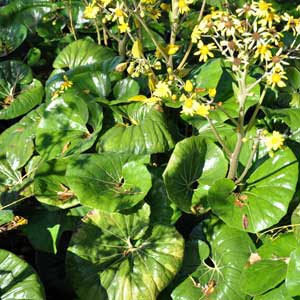 LIGULARIA RENIFORMIS_2