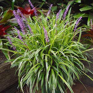 LIRIOPE MUSCARI GOLD BAND_1