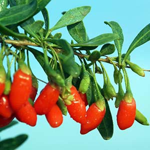 LYCIUM BARBARUM