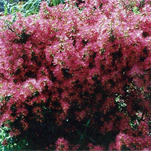 METROSIDEROS CARMINEA_1