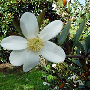 MICHELIA YUNNANENSE_1