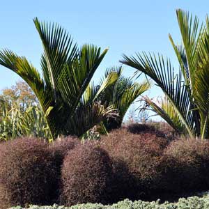 MUEHLENBECKIA ASTONII_1