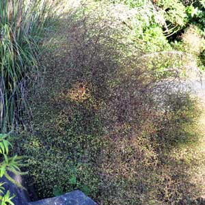 MUEHLENBECKIA ASTONII_2
