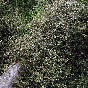 MUEHLENBECKIA COMPLEXA_1