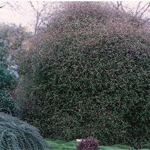 MUEHLENBECKIA COMPLEXA_2