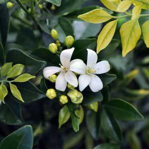 MURRAYA PANICULATA_1