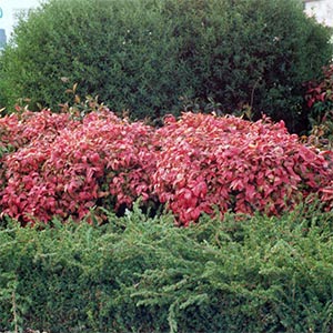 NANDINA FIREPOWER_1