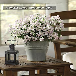 NEMESIA INNOCENCE OPAL