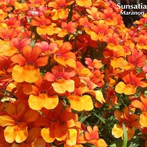 NEMESIA SUNSATIA MARANON