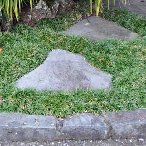 OPHIOPOGON JAPONICUS NANA_2