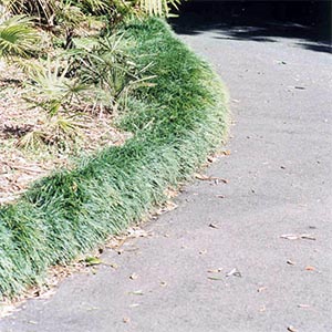 OPHIOPOGON JAPONICUS_1