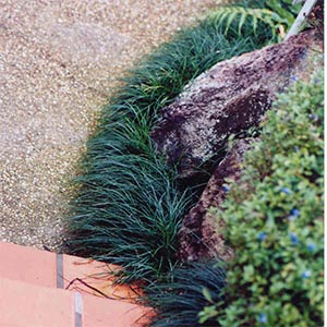 OPHIOPOGON JAPONICUS_2