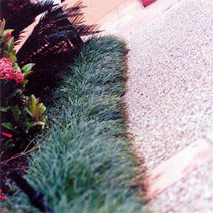 OPHIOPOGON JAPONICUS_3