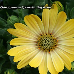 OSTEOSPERMUM BIG YELLOW