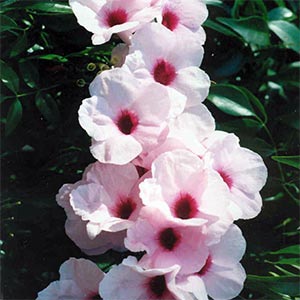 PANDOREA JASMINOIDES ROSEA SUPERBA_2