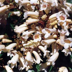 PANDOREA PANDORANA_2