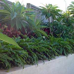 PHILODENDRON XANADU_1