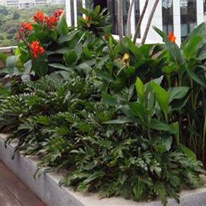 PHILODENDRON XANADU_2