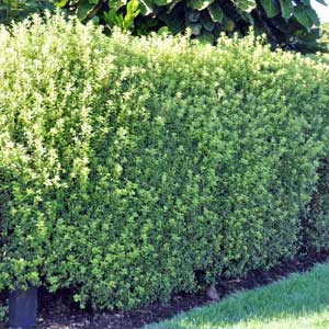PITT0SPORUM TENUIFOLIUM MOUNTAIN GREEN
