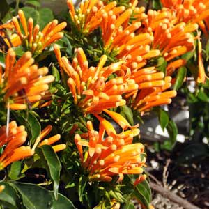 PYROSTEGIA VENUSTA_2
