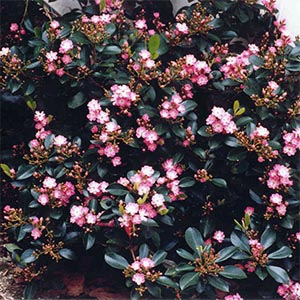 RAPHIOLEPIS INDICA ENCHANTRESS_1