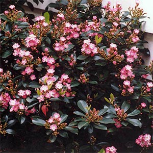 RAPHIOLEPIS INDICA ENCHANTRESS_2