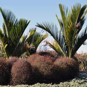 RHOPALOSTYLIS SAPIDA_1