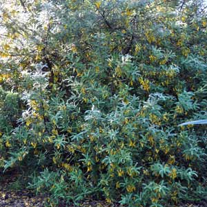 SOPHORA DRAGONS GOLD_1