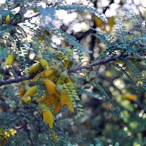 SOPHORA DRAGONS GOLD_2