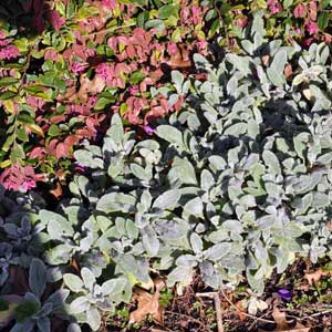 STACHYS BYZANTIA_1