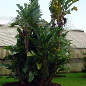 STRELITZIA NICOLAI_1