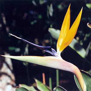 STRELITZIA REGINAE_1