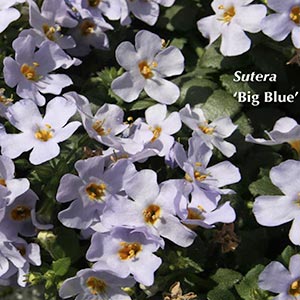 SUTERA BIG BLUE