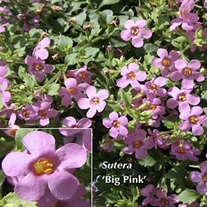 SUTERA BIG PINK