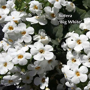 SUTERA BIG WHITE