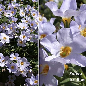 SUTERA ICE BLUE