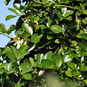 TECOMANTHE SPECIOSA_1