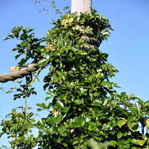 TECOMANTHE SPECIOSA_2