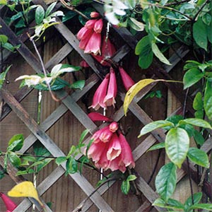 TECOMANTHE VENUSTA_1