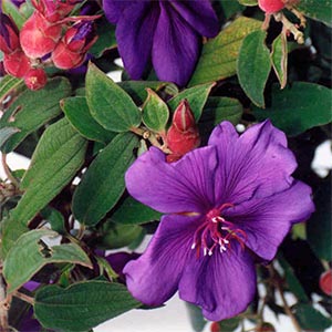 TIBOUCHINA ORGANENSIS_1