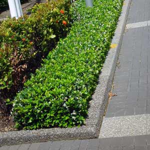 TRACHELOSPERMUM JASMINOIDES_2