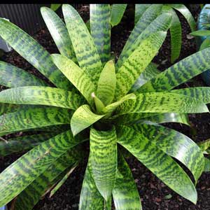 VRIESEA HIEROGLYPHICA_1