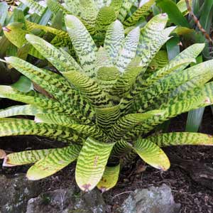 VRIESEA HIEROGLYPHICA_2